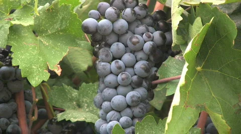 Grapes on vine in the Nemea region Video stock 691981