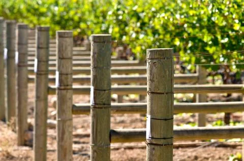 Grapes on the vine Foto stock