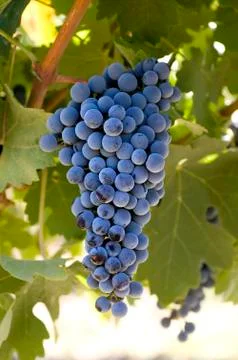 Grapes on the vine Stock Photos