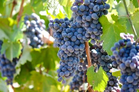 Grapes on the vine Foto stock