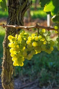 Grapes on the vine Stock Photos