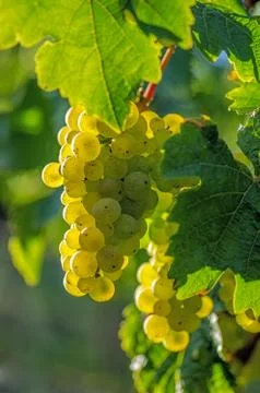 Grapes on the vine Стоковые фото