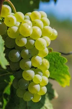 Grapes on the vine Stock Photos