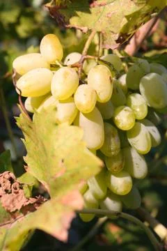 Grapes of vine Stock Photos