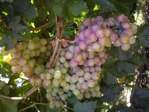 Grapes on the vine Stock Photos