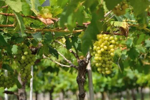 Grapes on the vine Stock Photos