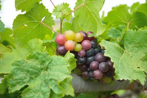 Grapes on the vine Stock Photos
