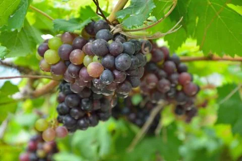 Grapes on the vine Stock Photos