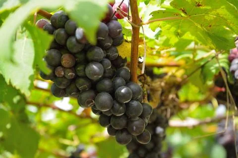 Grapes on the vine Stock Photos