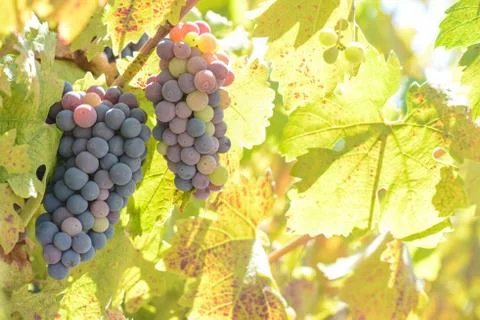 Grapes on the vine Foto stock