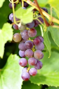 Grapes on the vine Stock Photos