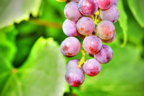 Grapes on vine Stock Photos