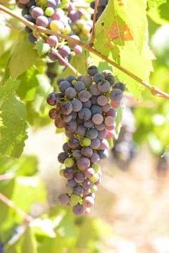 Grapes on the vine Stock Photos