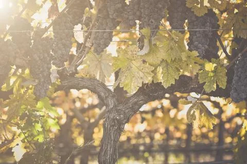 Grapes on the Vine Stock Photos