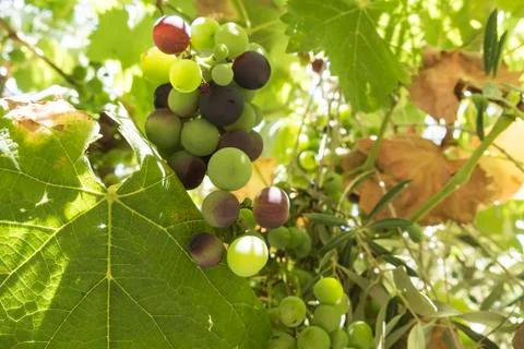 Grapes on the vine Stock Photos