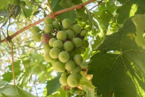Grapes on the vine Stock Photos