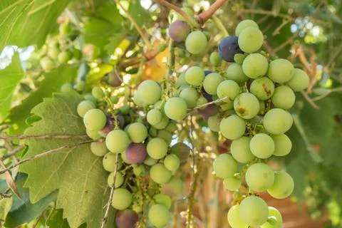 Grapes on the vine Stock Photos