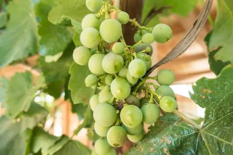 Grapes on the vine Stock Photos