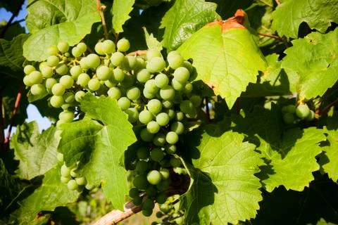Grapes in vine Stock Photos