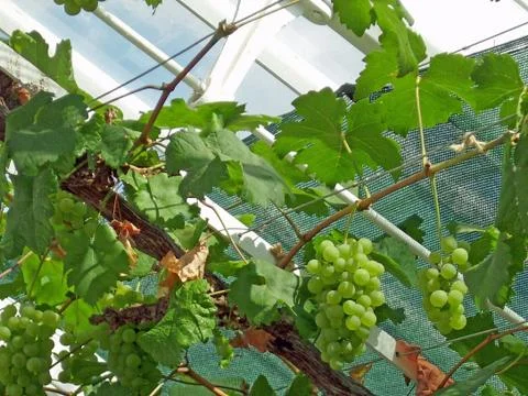 Grapes on a vine Stock Photos