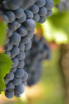 Grapes on the Vine Stock Photos
