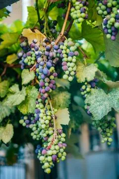 Grapes on the vine Stock Photos