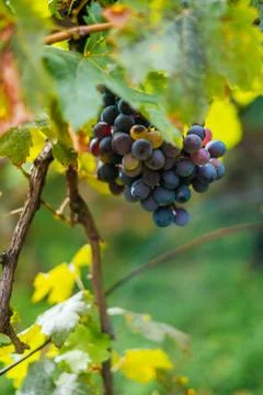 Grapes on the vine Stock Photos