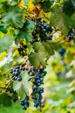 Grapes on the vine Stock Photos