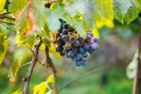 Grapes on the vine Stock Photos