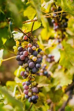 Grapes on the vine Stock Photos