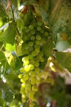 Grapes on a vine Stock Photos
