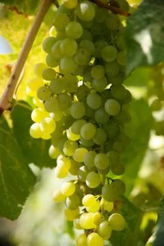 Grapes on a vine Stock Photos