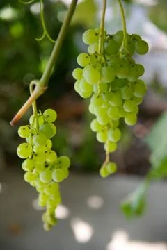 Grapes on a vine Stock Photos