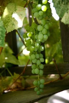 Grapes on a vine Stock Photos