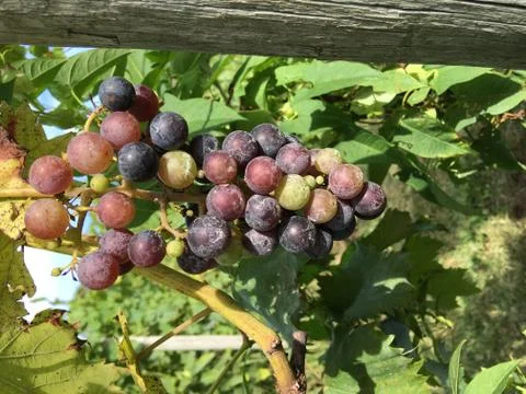 Grapes on the Vine Stock Photos