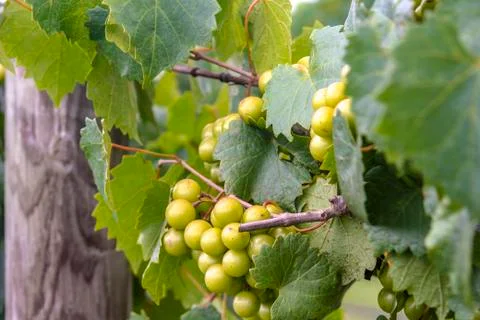 Grapes on the vine 스톡 사진
