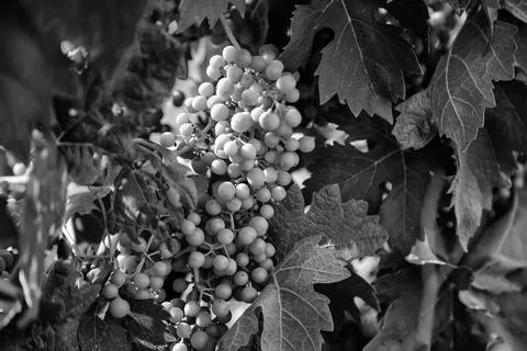 Grapes on a vine Stock Photos