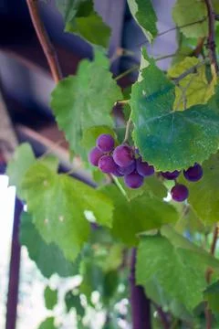 Grapes on vine Stock Photos