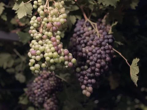 Grapes on vine Stock Photos