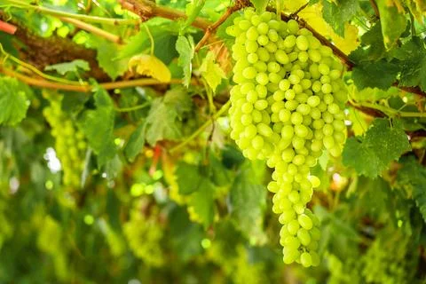 Grapes on vine Stock Photos