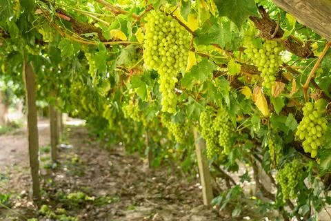 Grapes on vine Stock Photos