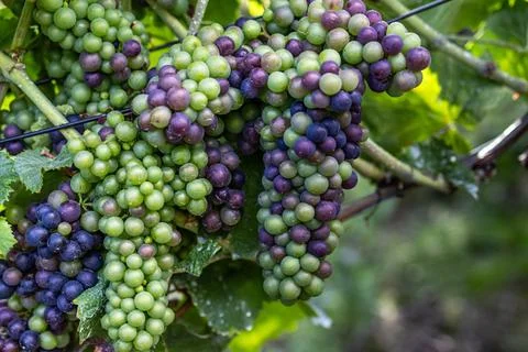 Grapes on vine Stock Photos