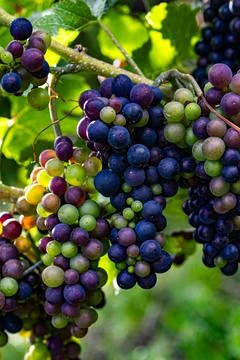 Grapes on vine Stock Photos