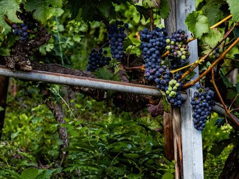 Grapes on vine Stock Photos