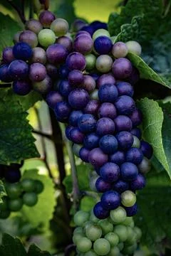 Grapes on vine Stock Photos