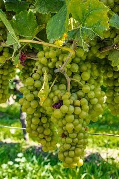 Grapes on vine Stock Photos