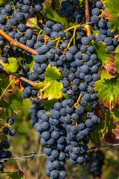 Grapes on vine Stock Photos