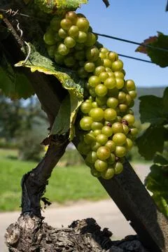 Grapes on vine Stock Photos