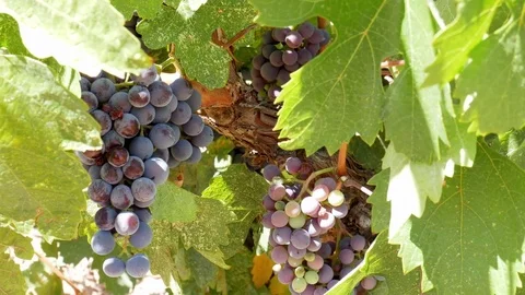 Grapes on Vine Red Video stock 84088719