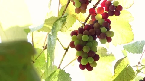 Grapes On The Vine slow motion Stock Footage 113761207